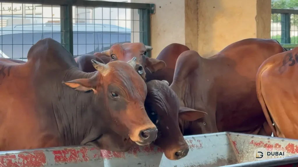 Cattle feeding at Sharjah livestock market