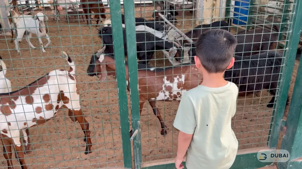Goats at Sharjah livestock market during Eid