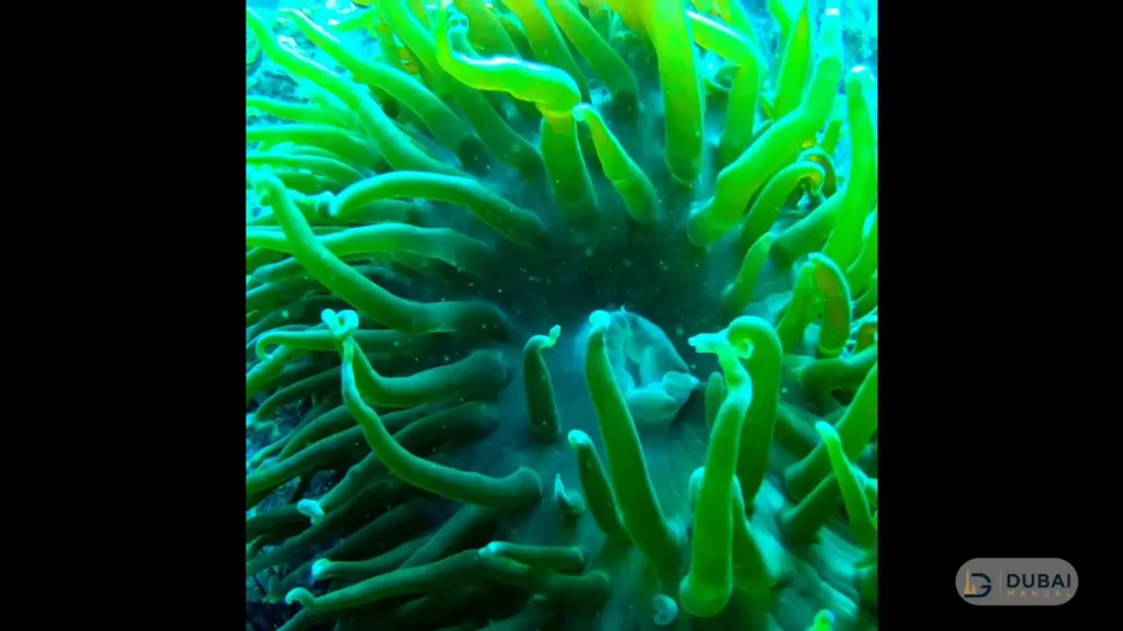 Green sea anemone underwater near Sira Khorfakkan island