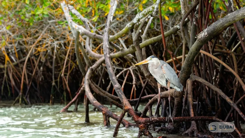 Heron among mangrove roots