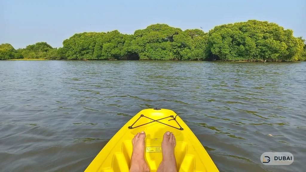 Kayaking toward the mangroves