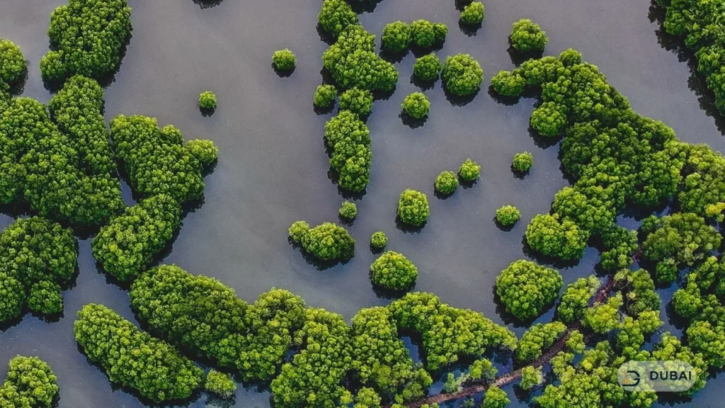Mangrove lagoon aerial at Mangrove Beach