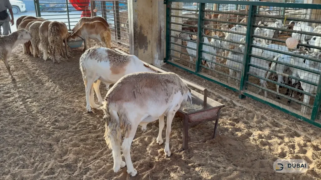 Sheep and goats feeding at Sharjah livestock market